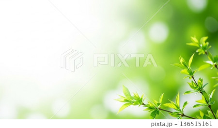 新緑の若葉と光のボケが広がる背景素材 136515161