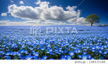 青い花畑と大きな雲が広がる春の風景 136515166