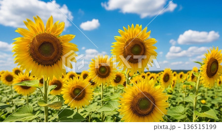 青空とひまわり畑の夏風景写真 136515199