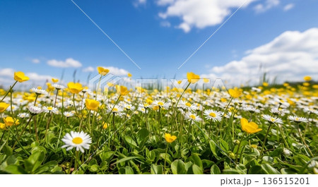 春の草花と青空の草原風景写真 春の草花と青空の草原風景写真 136515201