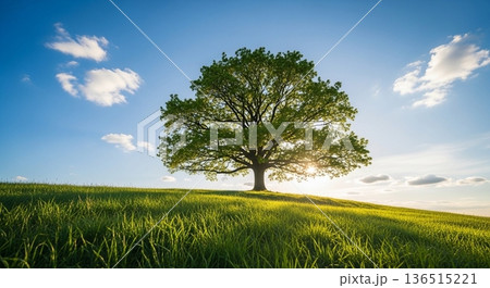 青空の下に立つ一本の木と草原風景 136515221