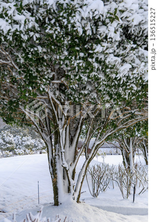 雪に包まれたぎふワールドローズガーデンの冬のバラ園風景 雪に包まれたぎふワールドローズガーデンの冬のバラ園風景 136515227