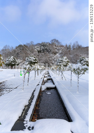 雪に包まれたぎふワールドローズガーデンの冬のバラ園風景 雪に包まれたぎふワールドローズガーデンの冬のバラ園風景 136515229