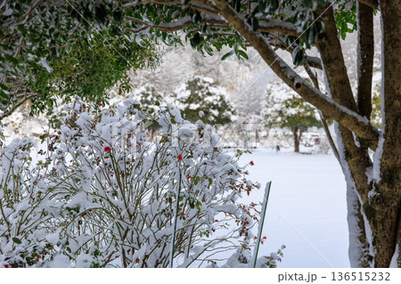 雪に包まれたぎふワールドローズガーデンの冬のバラ園風景 136515232