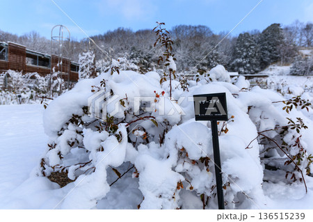 雪に包まれたぎふワールドローズガーデンの冬のバラ園風景 136515239