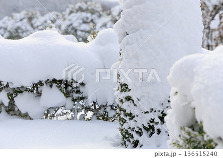 雪に包まれたぎふワールドローズガーデンの冬のバラ園風景 136515240
