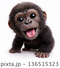 ゴリラの赤ちゃん 136515323