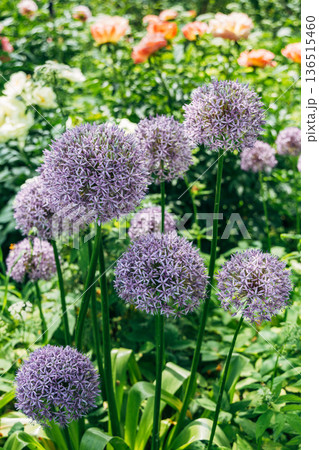 Purple Allium Giganteum, or giant onion or ornamental onion, in flower Purple Allium Giganteum, or giant onion or ornamental onion, in flower 136515460