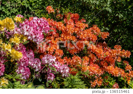 Bush of delicate yellow and pink flowers of azalea or Rhododendron plant in a sunny spring day 136515461