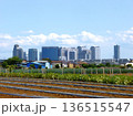 農地から見た高層ビル群 136515547