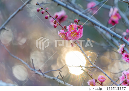 夕日の光を浴びて輝く紅梅の花と美しい玉ボケ 136515577