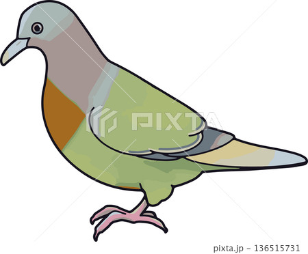 コアオバトのイラスト（横向き・透過背景） 136515731