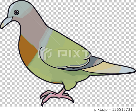 綠冠鴿插圖（風景，透明背景） 136515731