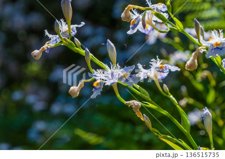 木漏れ日の中に咲く繊細なシャガの花 木漏れ日の中に咲く繊細なシャガの花 136515735