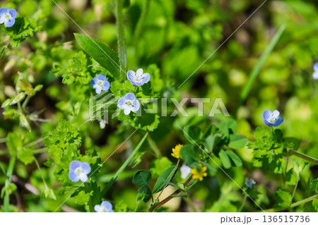 春の野原に咲く小さな青いオオイヌノフグリ 136515736