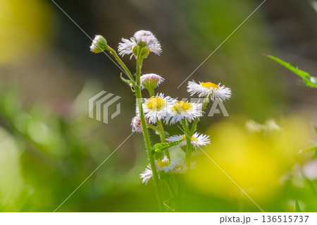 光を浴びて輝くハルジオンと春の風景 136515737