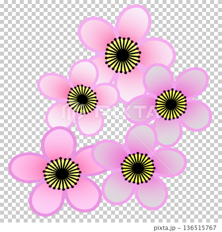 pink plum blossom illustration pink plum blossom illustration 136515767