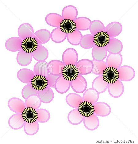 ピンクの梅の花のイラスト ピンクの梅の花のイラスト 136515768