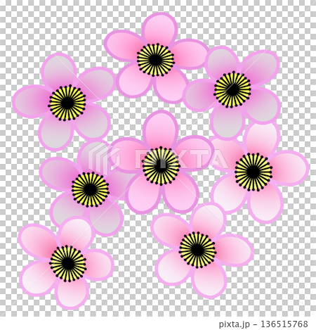 pink plum blossom illustration pink plum blossom illustration 136515768