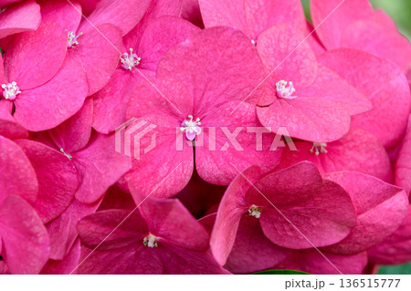 画面いっぱいに広がる鮮やかなピンクの紫陽花 画面いっぱいに広がる鮮やかなピンクの紫陽花 136515777