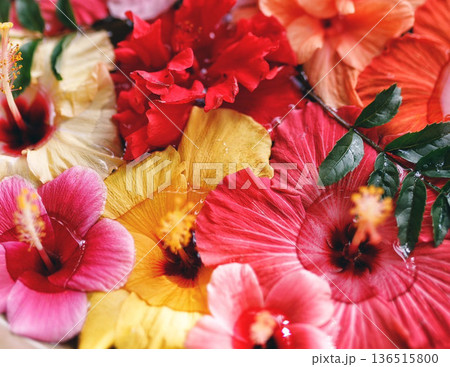 水に浮かぶ色とりどりのハイビスカスの花 背景素材 136515800