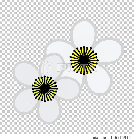 白梅の花のイラスト 白梅の花のイラスト 136515930