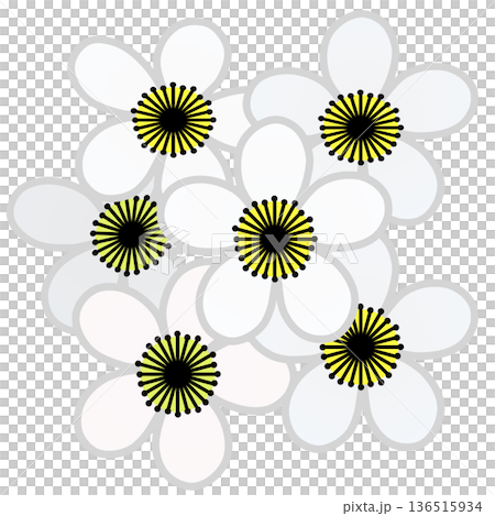 白梅花插畫 白梅花插畫 136515934