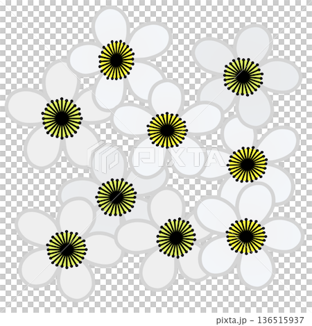 白梅花插畫 白梅花插畫 136515937