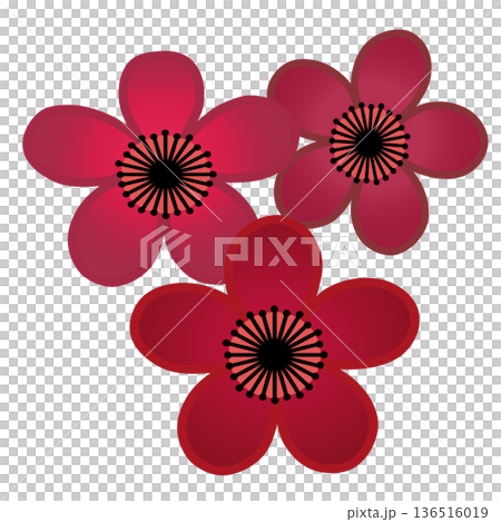 illustration of red plum blossom 136516019