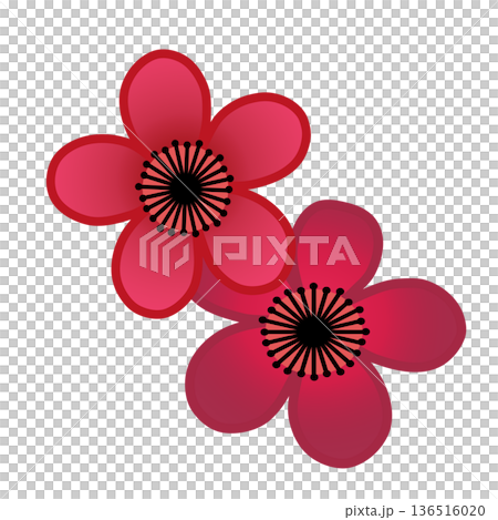illustration of red plum blossom illustration of red plum blossom 136516020
