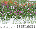 Unexpected Snowfall Covers Blooming Tulips, Highlighting Spring's Fragile Beauty and Unpredictability  136516031
