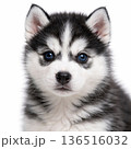 シベリアンハスキーの子供 136516032