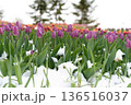 Unexpected Cold Snap Covers Blooming Tulips with Snow, Highlighting Spring's Fragile Beauty and Risks 136516037