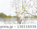Spring Snow on Blooming Trees: The Icy Threat Looming Over Fruit Harvests This Season  136516038