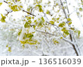 Late May Frost Covers Young Maple Leaves in Snowy Shroud Signaling Challenges for Spring Growth  136516039
