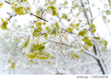 Late May Frost Covers Young Maple Leaves in Snowy Shroud Signaling Challenges for Spring Growth  136516039