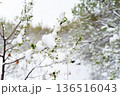 Winter's Last Stand: Snow Covering Flowering Cherry Branches Signals Risk to Future Harvests Ahead 136516043