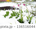 Tulips in Full Bloom Surprise Under Unexpected Snowfall, Showcasing Nature's Beautiful Contrasts 136516044
