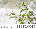 Lilac branches with unopened flowers under a spring blanket of snow, threatening spring blooms 136516045