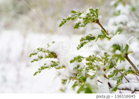 Lilac branches with unopened flowers under a spring blanket of snow, threatening spring blooms Lilac branches with unopened flowers under a spring blanket of snow, threatening spring blooms 136516045