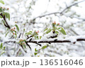 The Unexpected Threat: Spring Snow Covering Blooming Fruit Trees and Harvest Challenges  136516046