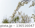 Threat of No Harvest: Spring Frost and Snowfall on Freshly Blooming Trees Endanger Fruit Production 136516047