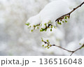 Cherry branch budding in the snow 136516048