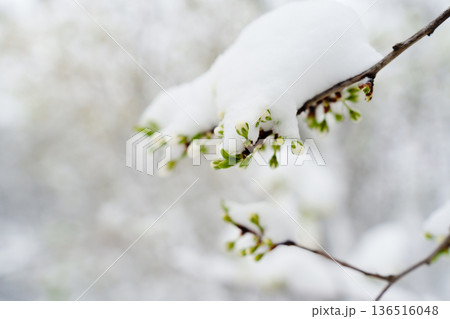 Cherry branch budding in the snow Cherry branch budding in the snow 136516048