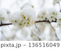 Spring Snow on Blooming Fruit Trees: A Dual Threat to Future Harvests and Farmer's Dreams  136516049