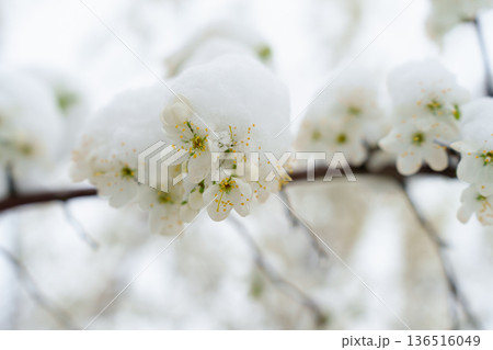 Spring Snow on Blooming Fruit Trees: A Dual Threat to Future Harvests and Farmer's Dreams  136516049