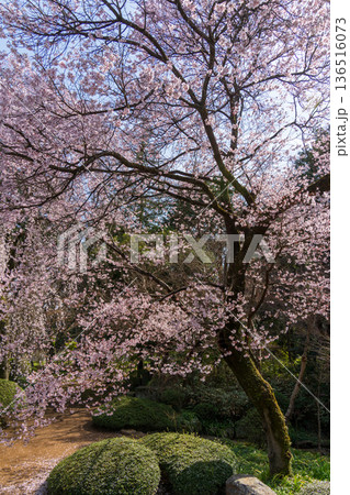 春の日本庭園に咲く桜の大木 136516073