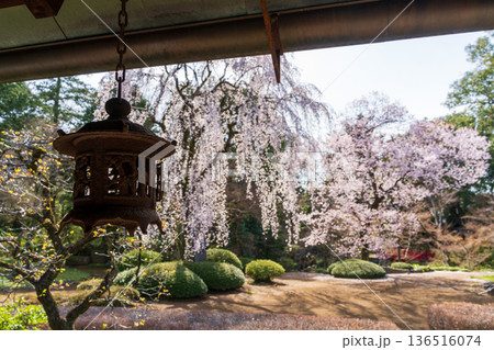 川越の日本庭園に咲く枝垂れ桜と和風灯籠の春風景 136516074
