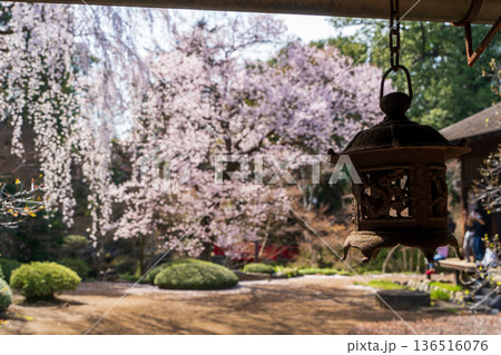 川越の日本庭園に咲く枝垂れ桜と和風灯籠の春風景 136516076