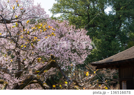 川越の日本庭園に咲く満開の桜と伝統的和風建築 136516078